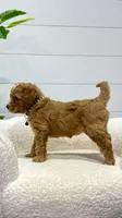 Tori  💖, a female Miniature Goldendoodle for sale in Dover, OH – 2 of 10