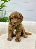 Rio  🐶❤️‍🩹, a male Miniature Goldendoodle for sale in Dover, OH – 7 of 10