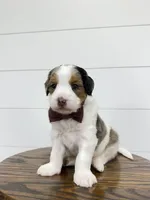 Gracie, a female Miniature Goldendoodle for sale in Dover, OH – Photo 5 of 10