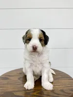 Gracie, a female Miniature Goldendoodle for sale in Dover, OH – Photo 9 of 10