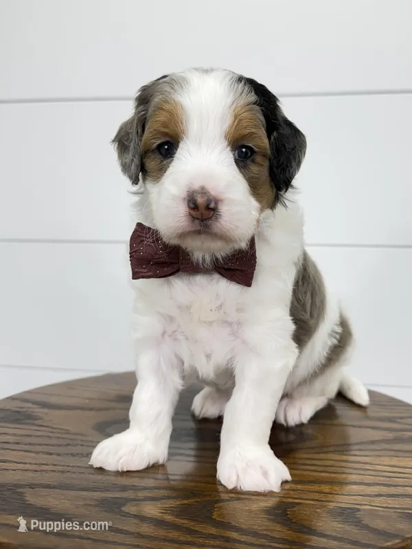 Gracie, a female Miniature Goldendoodle for sale in Dover, OH – Photo 1 of 10