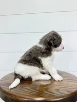 Emma, a female Miniature Goldendoodle for sale in Dover, OH – 5 of 10