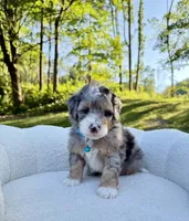 Teddy, a male Miniature Bernedoodle for sale in Dover, OH – 8 of 10