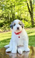 Enzo, a male Miniature Bernedoodle for sale in Dover, OH – 10 of 10