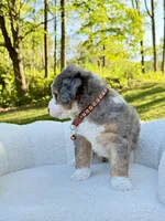 Jackson, a male Miniature Bernedoodle for sale in Dover, OH – 10 of 10