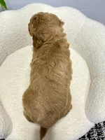 Rio  🐶❤️‍🩹, a male Miniature Goldendoodle for sale in Dover, OH – 5 of 10