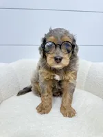 Cash, a male Miniature Goldendoodle for sale in Dover, OH – 6 of 10