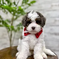 Daisy, a female Miniature Bernedoodle for sale in Dover, OH – Photo 7 of 9