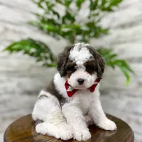 Daisy, a female Miniature Bernedoodle for sale in Dover, OH – Photo 6 of 9