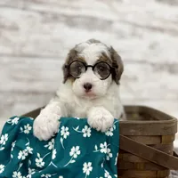Daisy, a female Miniature Bernedoodle for sale in Dover, OH – Photo 3 of 9