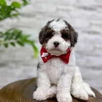 Daisy, a female Miniature Bernedoodle for sale in Dover, OH – Photo 4 of 9