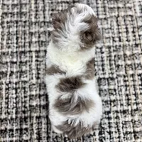 Daisy, a female Miniature Bernedoodle for sale in Dover, OH – Photo 5 of 9