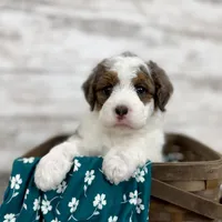 Daisy, a female Miniature Bernedoodle for sale in Dover, OH – Photo 1 of 9