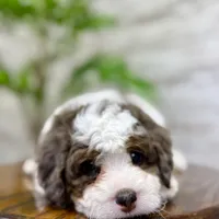 Daisy, a female Miniature Bernedoodle for sale in Dover, OH – Photo 2 of 9