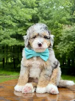 Teddy, a male Miniature Bernedoodle for sale in Dover, OH – 8 of 9