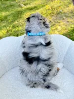 Teddy, a male Miniature Bernedoodle for sale in Dover, OH – 7 of 10