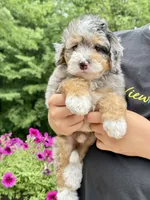 Teddy, a male Miniature Bernedoodle for sale in Dover, OH – 3 of 9