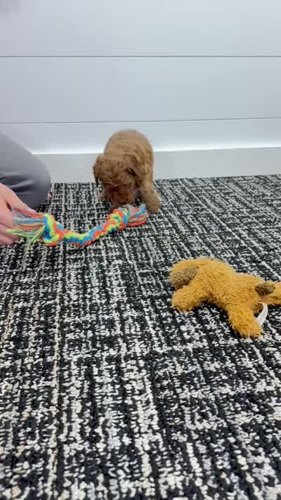 Lilah  💖, a female Miniature Goldendoodle for sale in Dover, OH – 10 of 10