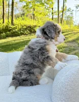 Jackson, a male Miniature Bernedoodle for sale in Dover, OH – 6 of 10