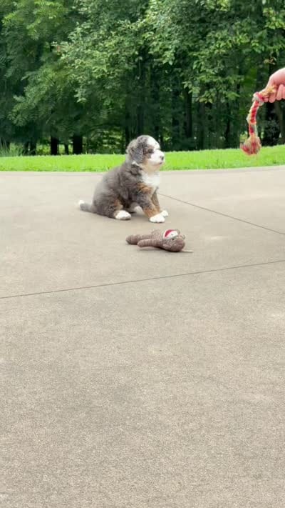Charlie, a male Miniature Bernedoodle for sale in Dover, OH – 5 of 10