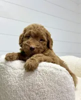 Rio  🐶❤️‍🩹, a male Miniature Goldendoodle for sale in Dover, OH – 6 of 10