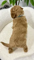 Tori  💖, a female Miniature Goldendoodle for sale in Dover, OH – 4 of 10