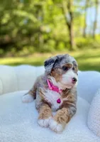 Maggie, a female Miniature Bernedoodle for sale in Dover, OH – 3 of 10