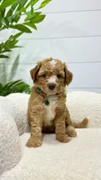 Tori  💖, a female Miniature Goldendoodle for sale in Dover, OH – 5 of 10