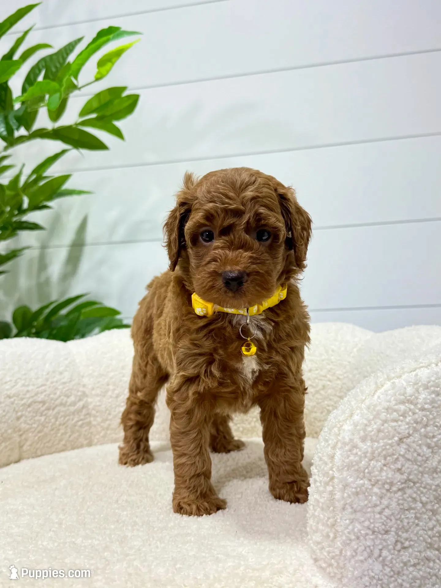 Lilah  💖, a female Miniature Goldendoodle for sale in Dover, OH – 2 of 10