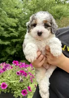 Enzo, a male Miniature Bernedoodle for sale in Dover, OH – 4 of 10