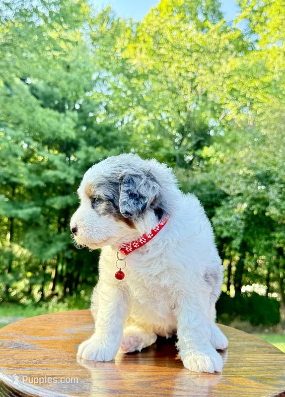 Enzo – Miniature Bernedoodle puppy for sale in Dover, OH
