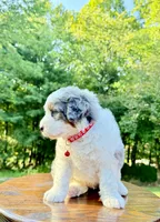 Enzo, a male Miniature Bernedoodle for sale in Dover, OH – 1 of 10