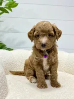 Daisy  💖, a female Miniature Goldendoodle for sale in Dover, OH – 4 of 10
