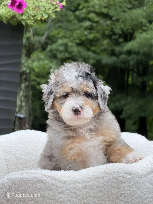 Teddy – Miniature Bernedoodle puppy for sale in Dover, OH