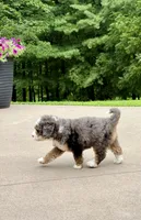 Charlie, a male Miniature Bernedoodle for sale in Dover, OH – 8 of 10