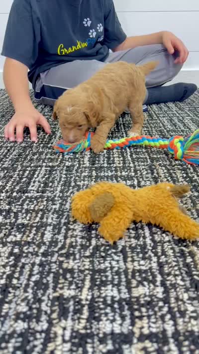 Daisy  💖, a female Miniature Goldendoodle for sale in Dover, OH – 10 of 10