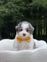 Enzo, a male Miniature Bernedoodle for sale in Dover, OH – 3 of 10