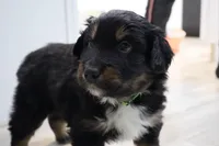 Neon Green - Boy, a male Australian Shepherd for sale in Bloomington, IN – Photo 2 of 3