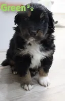 Neon Green - Boy, a male Australian Shepherd for sale in Bloomington, IN – Photo 1 of 3