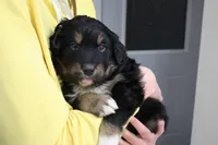 Neon Green - Boy, a male Australian Shepherd for sale in Bloomington, IN – Photo 3 of 3