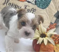 Blueberry Skye, a female Yorkshire Terrier for sale in Middle Island, NY – 5 of 5
