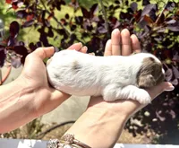 Chocoberry & Parti Merle male, a male Yorkshire Terrier for sale in Middle Island, NY – 3 of 5