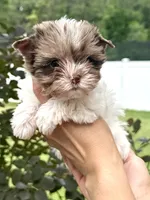 Chocoberry & Parti Merle male, a male Yorkshire Terrier for sale in Middle Island, NY – 2 of 9
