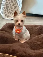 Blueberry Skye, a female Yorkshire Terrier for sale in Middle Island, NY – 4 of 5