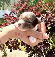Chocoberry & Parti Merle male, a male Yorkshire Terrier for sale in Middle Island, NY – 4 of 5