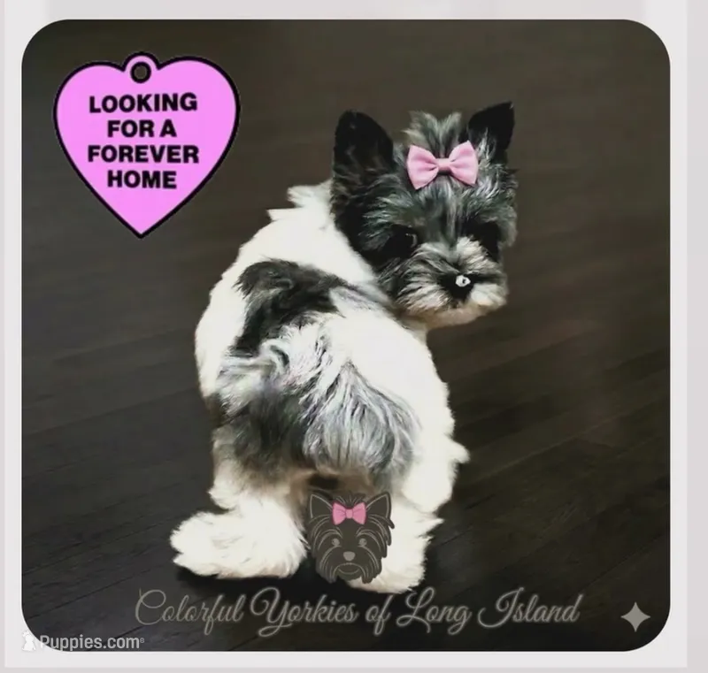 Jewel – Yorkshire Terrier puppy for sale in Middle Island, NY