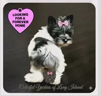 Jewel, a female Yorkshire Terrier for sale in Middle Island, NY – 1 of 3