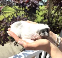 Skye's Blueberry Boy, a male Yorkshire Terrier for sale in Middle Island, NY – 2 of 3