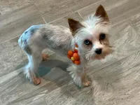 Blueberry Skye, a female Yorkshire Terrier for sale in Middle Island, NY – 2 of 5