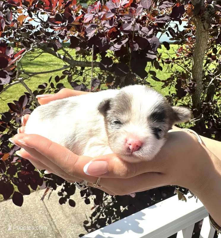 Skye's Blueberry Boy – Yorkshire Terrier puppy for sale in Middle Island, NY